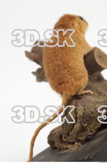 Hazel Dormouse - Muscardinus avellanarius 0021